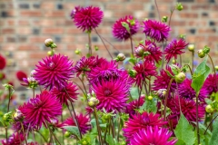 Dahlia at Newby Hall