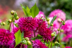 Dahlia at Newby Hall