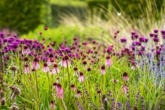 Scampston Walled Garden