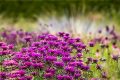 Scampston Walled Garden
