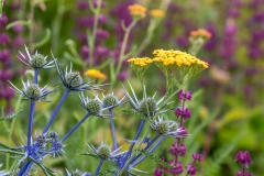 Sea Holly at Scampston Walled Garden