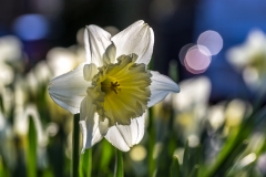 Daffodils