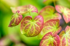 Epimedium