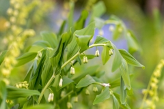 Solomon's Seal