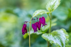 Dicentra