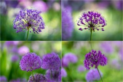 allium