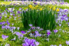 Daffodils  and crocus