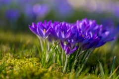 Crocus Tommasinianus ('tommies')