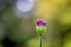 Allium
