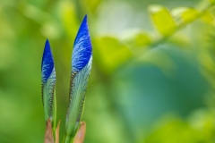 Iris Siberica