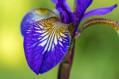 Iris Siberica