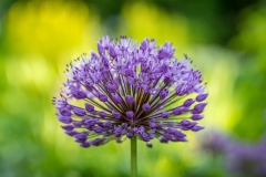 Allium