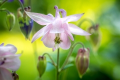 Aquilegia