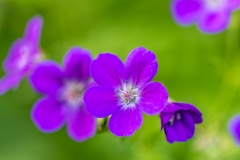 Geranium