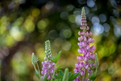 Lupin