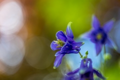 Aquilegia