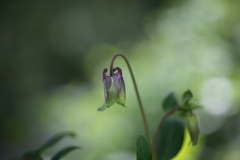 Aquilegia,  Granny's Bonnet