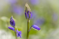 Bluebell