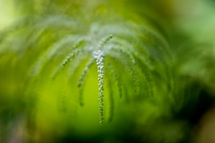 Goat's beard