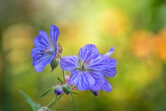 Cranesbill, hardy geranium