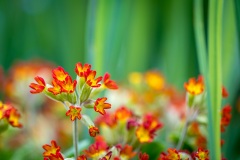 primula