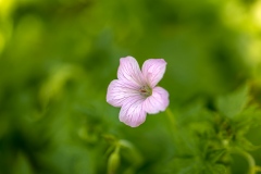 geranium, cranesbill