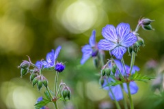 geranium, cranesbill