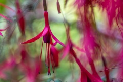 Fuschia