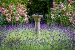 Lavender Hidcote