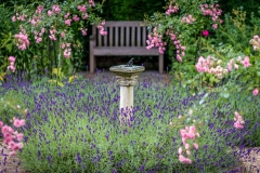 lLavender Hidcote