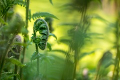 fern frond