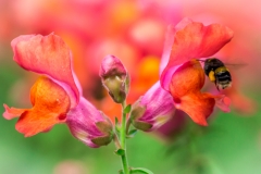 Snapdragon