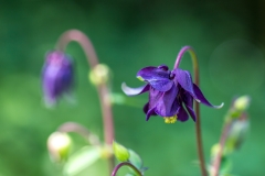 Aquilegia, Granny's bonnet