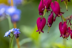 Dicentra, Bleeding Heart