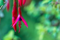 Fuschia