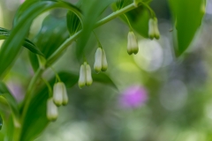 Solomon's Seal