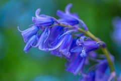 Bluebell