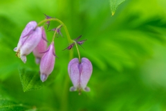 Bleeding heart