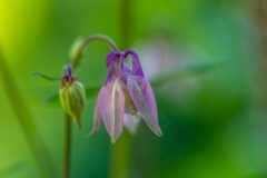 Aquilegia, Granny's bonnet