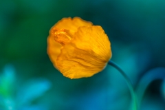 Welsh poppy