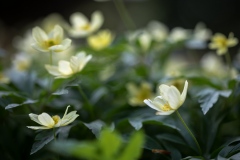 yellow, wood anemone