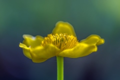 yellow, marsh marigold