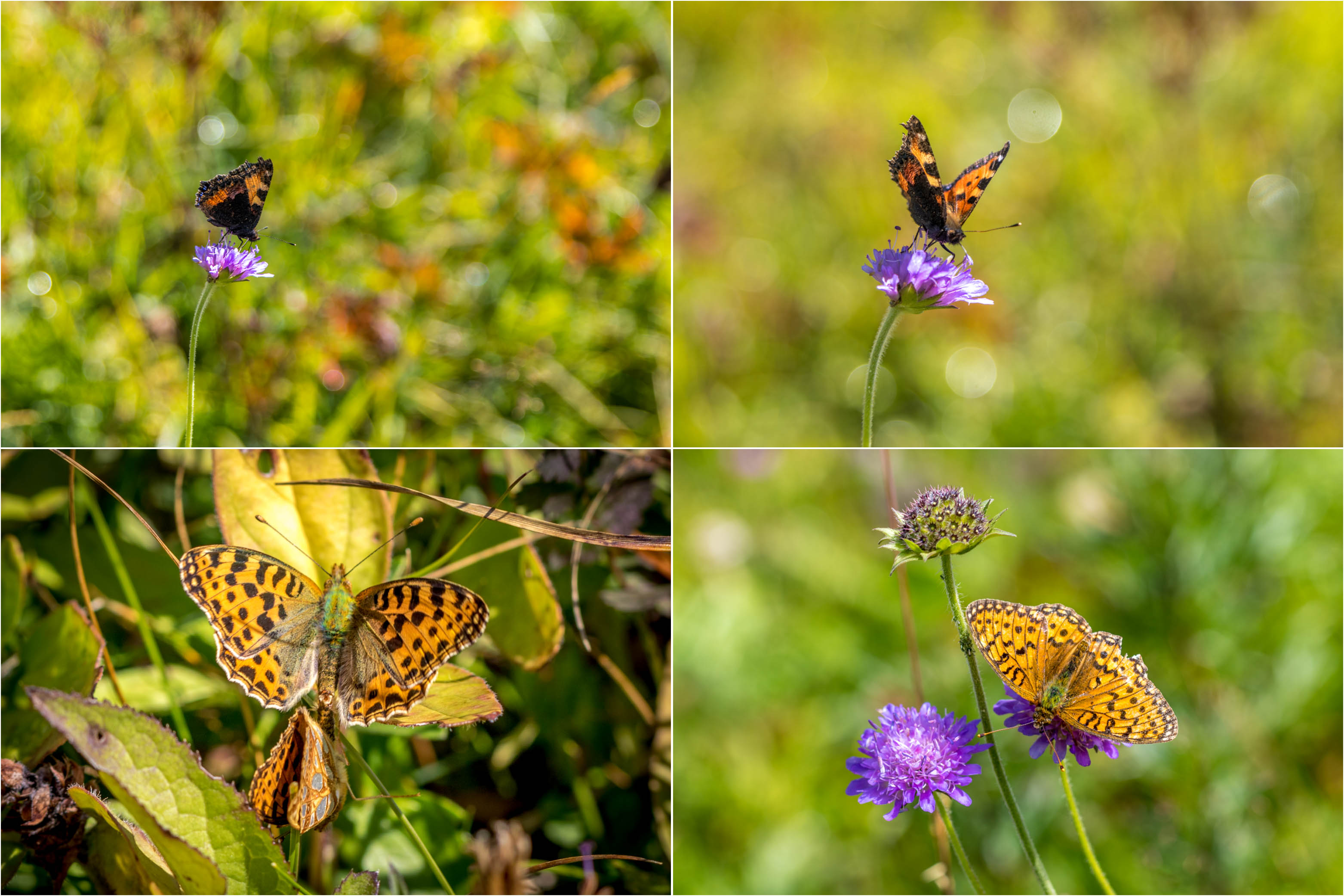 Butterflies of the Chablais Alps