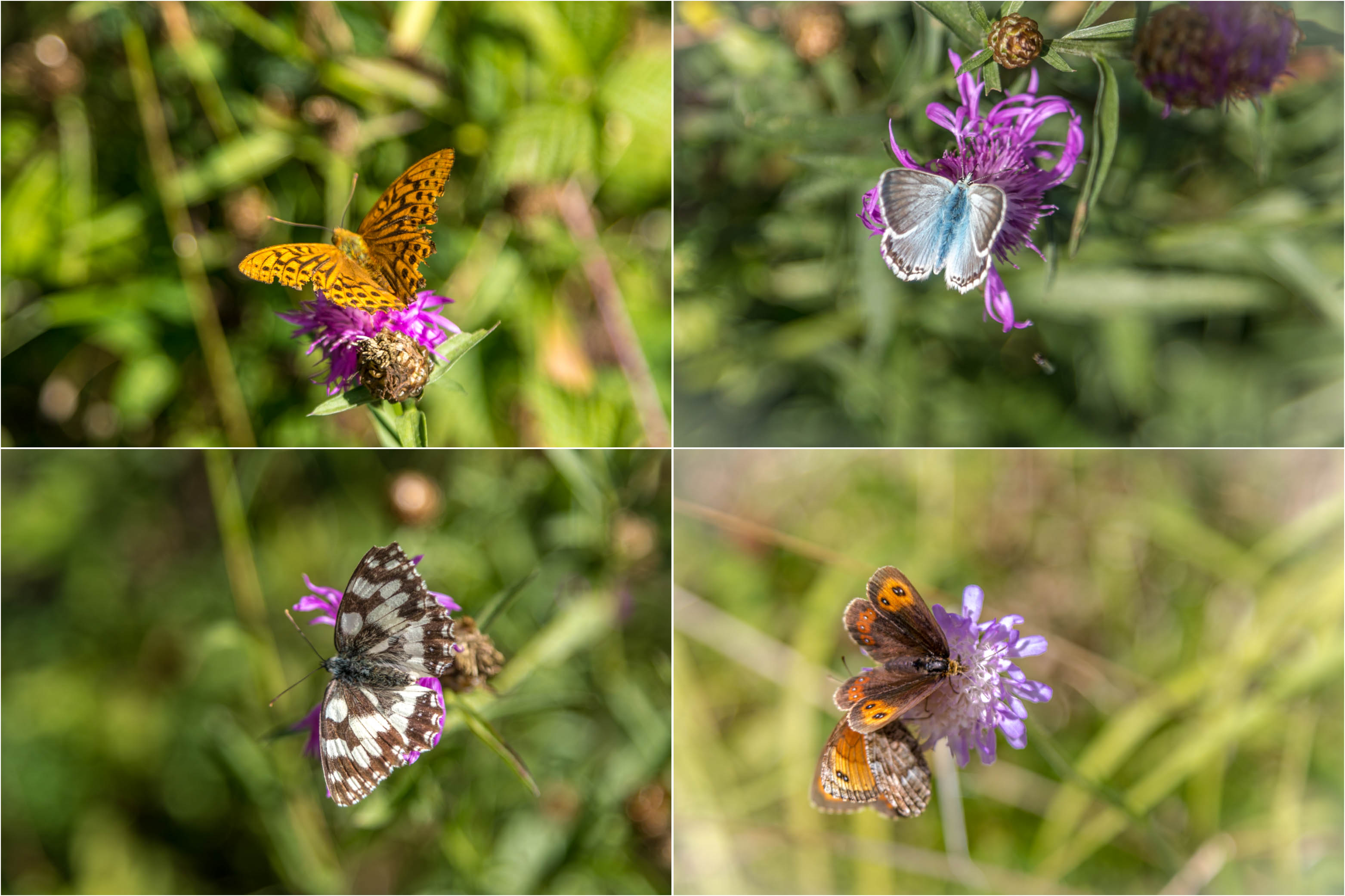 Butterflies of the Chablais Alps