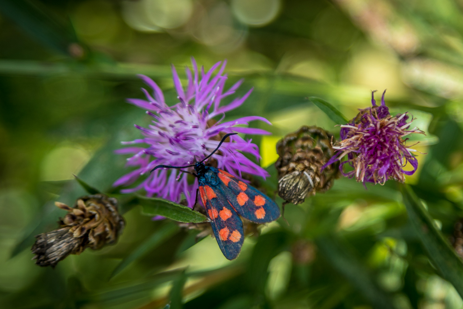 Six Spot Burnet moth, French Alps