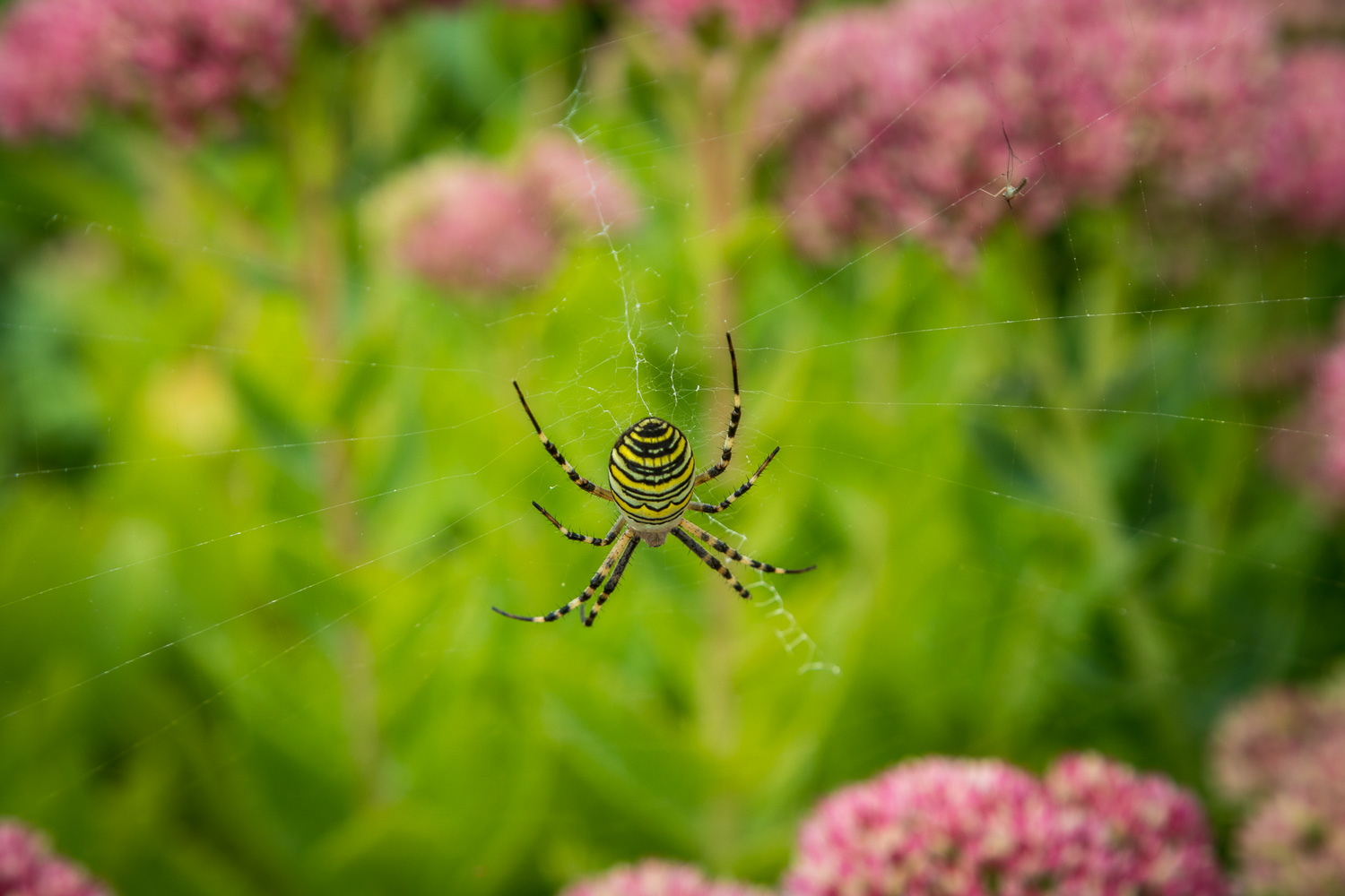Wasp Spider, London Wetlands