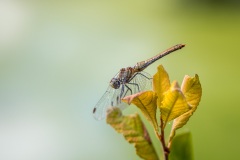 Dragonfly, Les Prés de Ménetreuil