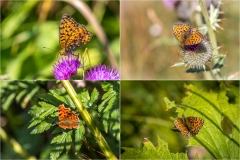Butterflies of the Chablais Alps