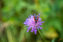 Six Spot Burnet moth