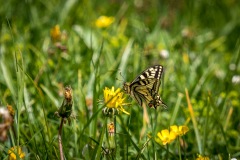 Swallowtail, Swiss Alps